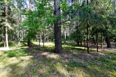 Polonya 'da Wilga olarak bilinen köyün yakınında yetişen bir orman. Bu orman yaz mevsiminde görülebilir..