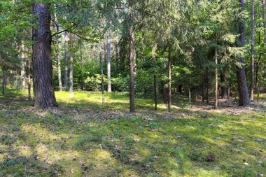 Polonya 'da yetişen orman Wilga olarak bilinen köyün yakınında. Bu orman yaz mevsiminde görülebilir..