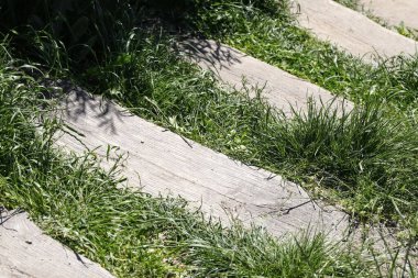 Varşova 'da Goclaw adında bir konutun parkında ahşap merdivenler ve çevresindeki bitki örtüsü görülüyor..