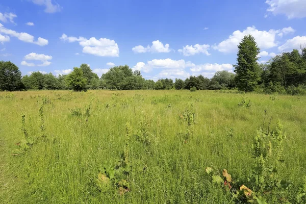 View Farmland Summer Poland Meadow Lush Vegetation Trees Can Seen — Stock Photo, Image