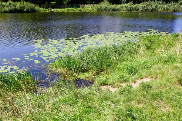 Озеро Растениями Берегу Является Природным Парком Центре Района Гоцлав Варшаве — стоковое фото