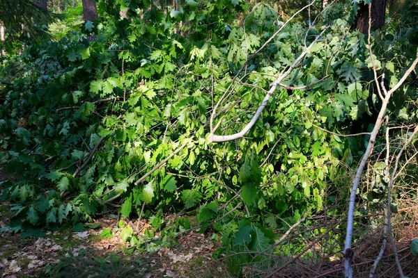 Een Stapel Van Gekapte Eiken Takken Ligt Een Bos Groeien — Stockfoto