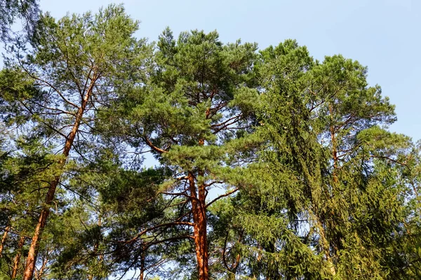 Les Grands Conifères Créent Paysage Forestier Naturel Est Fragment Une — Photo