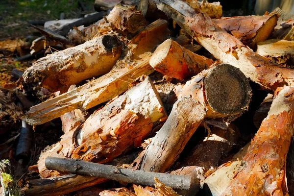 Tree branches that had been cut into pieces were stacked. Now it is a pile of firewood that has been harvested and prepared for home use