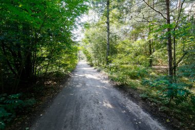 Birçok çam ağacı ve diğer ağaçların arasından geçen toprak bir yol var. Polonya 'nın Wilga köyü yakınlarında geniş bir orman alanının bir parçasıdır..