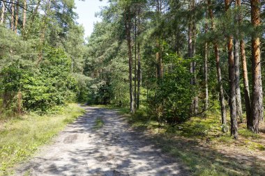 Çam ağaçları ve diğer ağaçların arasından geçen kumlu toprak bir yol. Polonya 'nın Wilga köyü yakınlarında geniş bir orman alanının bir parçasıdır..
