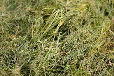 Taze çimenler biçildi ve küçük bir yığın halinde toplandı..