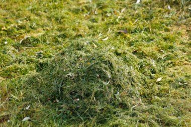 Taze çimenler biçildi ve küçük bir yığın halinde toplandı.