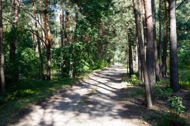 Birçok çam ağacı ve diğer ağaçların arasından geçen toprak bir yol var. Polonya 'nın Wilga köyü yakınlarında geniş bir orman alanının bir parçasıdır..