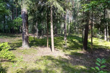 Polonya 'da Wilga olarak bilinen köyün yakınında yetişen bir orman. Bu orman yaz mevsiminde görülebilir..