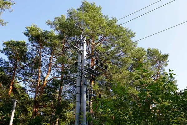 多くの木々の間の森の中には 電柱とケーブルの電源ラインが見られます この線は ウィルガと呼ばれる村の近くのポーランドの森を通っています — ストック写真