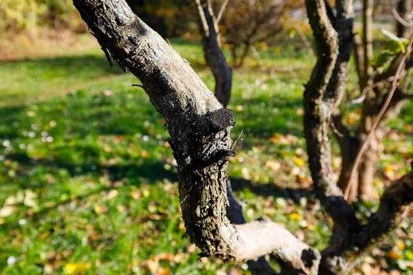 Jeune Arbre Écorce Est Visible Dans Parc Sur Pelouse — Photo