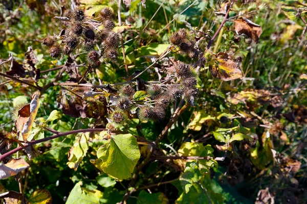 Torra Stjälkar Tistel Slutet Vilka Torra Taggig Frukt — Stockfoto