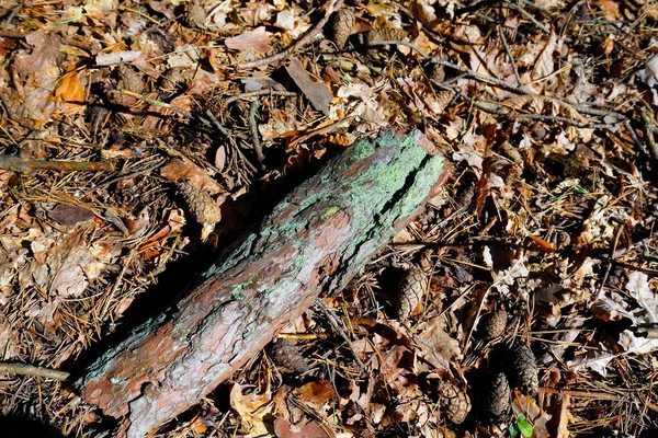 许多干枯的树叶 松针和圆锥落在森林的垃圾上 还有一片树皮 在波兰的一个叫Wilga的村庄附近的森林里 人们注意到了它 — 图库照片