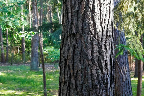 Een Dikke Dennenstam Bedekt Met Schors Zichtbaar Het Bos Onder — Stockfoto