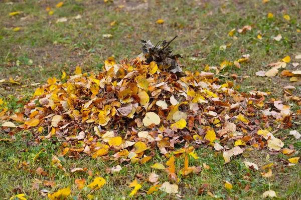 Yellow Brown Fall Leaves Have Been Piled Small Heap Lawn — Stock Photo, Image