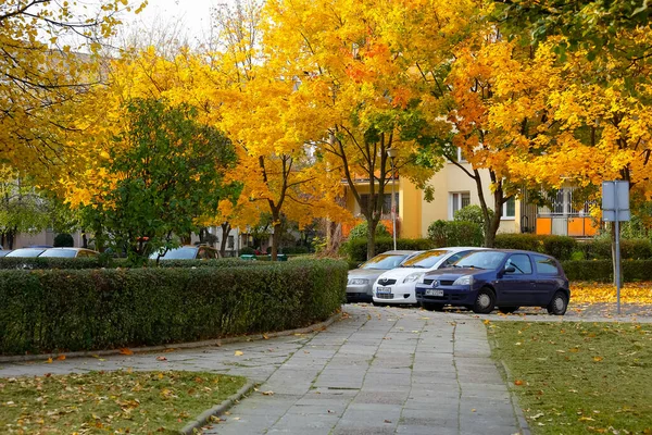 Warsaw Poland October 2021 Maple Trees Goclaw Housing District Warsaw — Stock Photo, Image