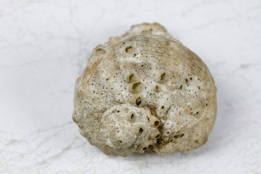 Mermer bir zemin üzerinde uzanan sarmal bir deniz kabuğu var.