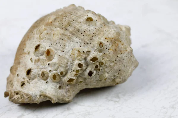 Mermer bir zemin üzerinde uzanan sarmal bir deniz kabuğu var.