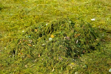 Taze çimenler biçildi ve küçük bir yığın halinde toplandı..