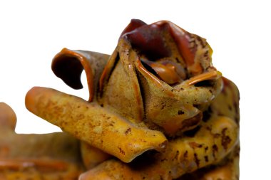 Termal sulardan gelen taş, beyaz arka planda görülebilen gül çiçeğini kaplamıştı.