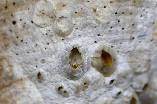 Superficie Del Guscio Del Mare Mostrato Vicino Molti Dettagli Possono — Foto Stock