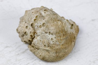 Mermer bir zemin üzerinde uzanan sarmal bir deniz kabuğu var.