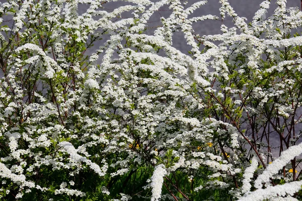Ramos Arbusto Prado São Lindamente Polvilhados Com Muitas Flores Brancas — Fotografia de Stock