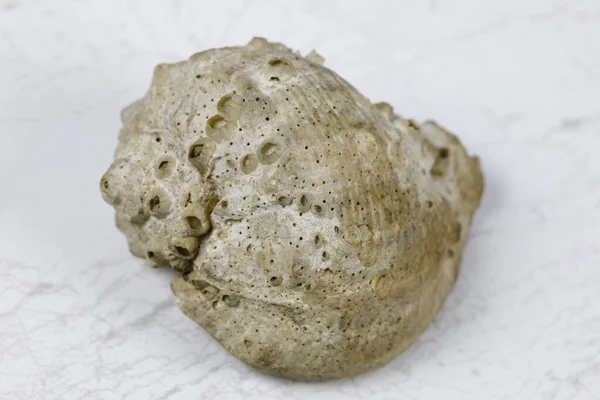 Mermer bir zemin üzerinde uzanan sarmal bir deniz kabuğu var.