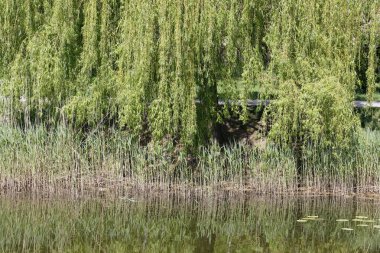 Varşova 'nın Praga Poludnie bölgesindeki Goclaw malikanesinde göl kıyısındaki bitki örtüsünün bahar renkleri