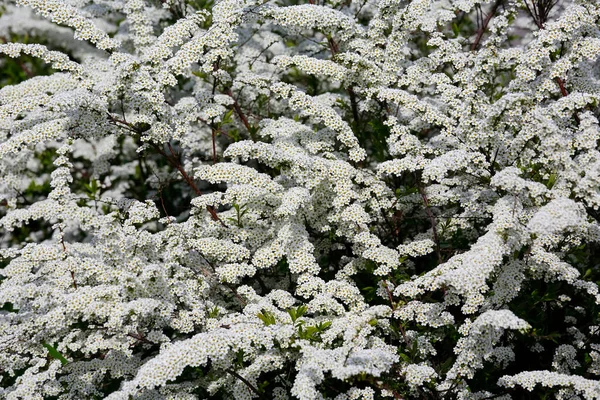 Ramos Arbusto Prado São Lindamente Polvilhados Com Muitas Flores Brancas — Fotografia de Stock