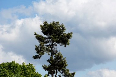 Yalnız bir kozalaklı ağaç, bulutlu bir gökyüzüne karşı, diğer yaprak döken ağaçların üzerinde yükselir..