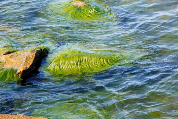 Het Licht Golvende Ondiepe Water Van Oostzee Zit Zeewier Stenen — Stockfoto