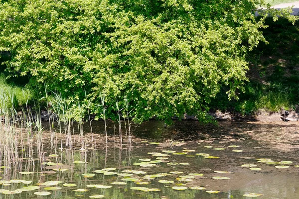 Весенние Цвета Растительности Берегу Озера Усадьбе Гоцлав Районе Прага Полудные — стоковое фото