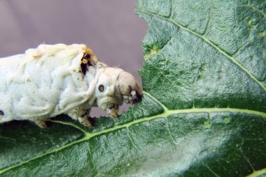 Silkworms bud daha önce yeme
