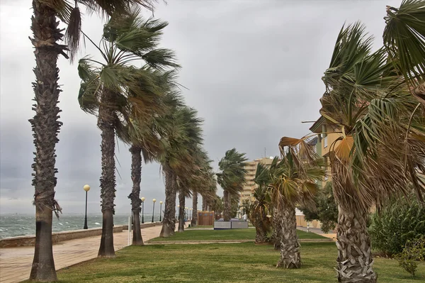 Um vento tempestuoso agitou as palmas da costa Imagens De Bancos De Imagens