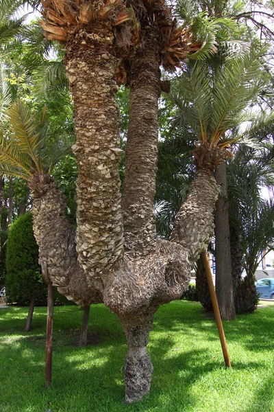 Rare 5-arm palm gardens — Stock Photo, Image