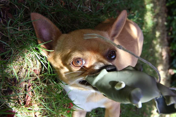 Aspecto perturbador de un cachorro jugando — Foto de Stock