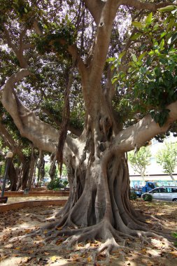 etkileyici ficus ağaç gövdesi
