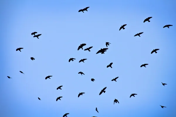 Grupp av fåglar — Stockfoto