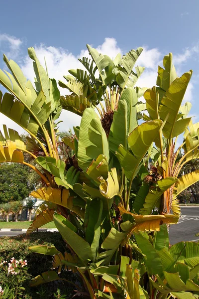 Bananeira pequena — Fotografia de Stock