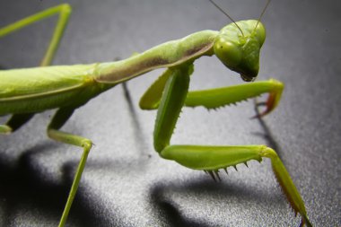 tatlı yeşil Mantis