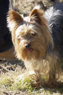 güzel yorkshire alanda yürüyüş