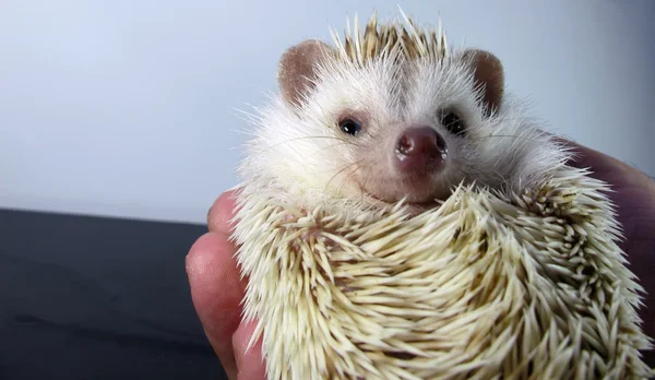 Posing little African hedgehog — Stock Photo, Image