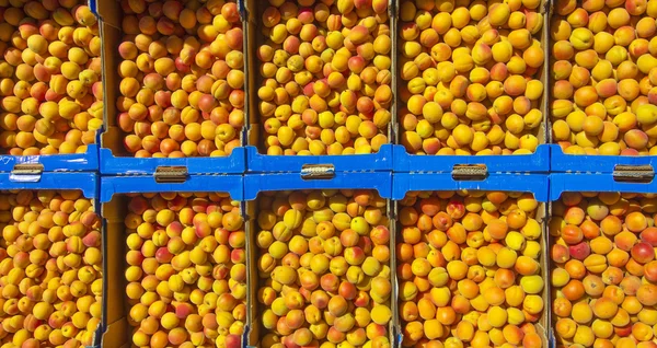 Achtergrond of textuur symmetrische met vrucht perziken — Stockfoto