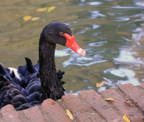 Beautiful Black Swan red beak