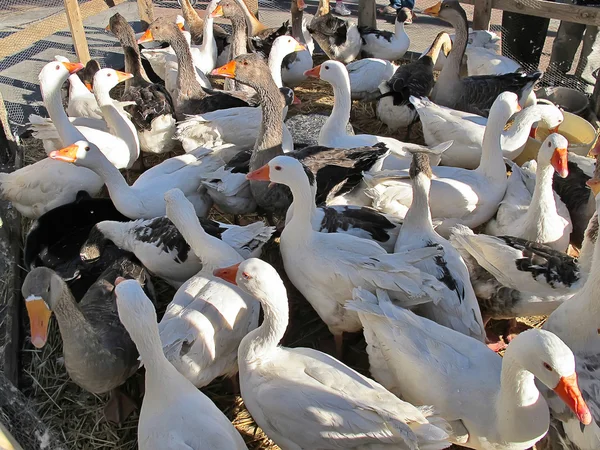 Ducks in the pond — Stock Photo, Image