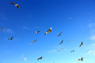 Mavi gökyüzünde uçan martılar