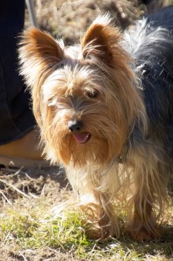 güzel yorkshire alanda yürüyüş