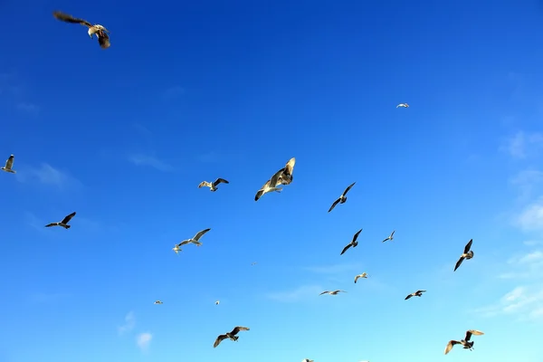 Måsar som flyger över den blå himlen — Stockfoto